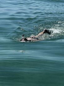 A swimmer enjoys the clear waters while snorkeling, showcasing the vibrant marine life in a tropical paradise.