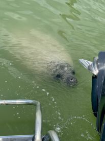 A serene close-up of a manatee swimming near a boat, showcasing the beauty of wildlife encounters in coastal waters.