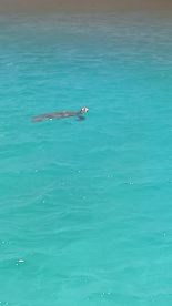 A serene moment capturing a turtle swimming in crystal-clear waters, showcasing the beauty of marine wildlife.