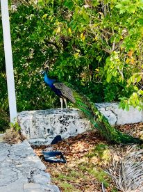 A vibrant peacock stands gracefully among lush greenery, showcasing its stunning plumage in a serene outdoor setting.