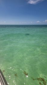 A view of clear turquoise waters with some vegetation visible, but the image lacks clarity and detail.