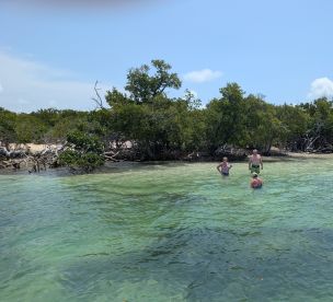 A group enjoys a refreshing swim in the clear waters near a mangrove beach, perfect for a fun day in the sun.