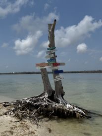 A weathered tree with directional signs stands by the water, offering a glimpse of the serene coastal environment.