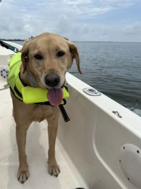 A cheerful dog wearing a bright life jacket enjoys a day on the boat, showcasing the fun of bringing pets along for aquatic adventures.