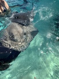 A thrilling encounter as a person interacts with stingrays in crystal-clear waters, showcasing the unique wildlife experiences available in tropical destinations.