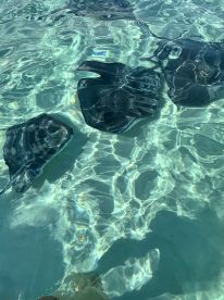 A serene underwater view showcasing stingrays gliding gracefully through crystal-clear waters, perfect for wildlife enthusiasts and marine life lovers.