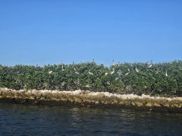 A serene view of pelicans perched on lush greenery along the shoreline, showcasing the beauty of wildlife in its natural habitat.