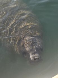 A close-up view of a manatee swimming gracefully in clear waters, showcasing the beauty of marine wildlife encounters.