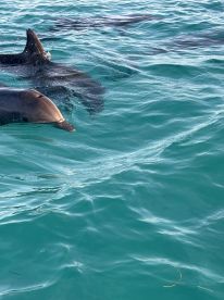 A captivating view of dolphins swimming in crystal-clear waters, showcasing the beauty of marine wildlife encounters.