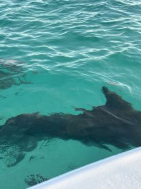 A close-up view of a shark swimming in clear turquoise waters, showcasing the beauty of marine wildlife in its natural habitat.