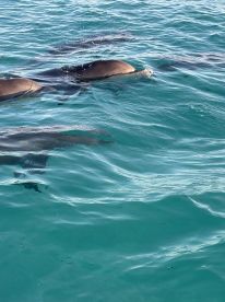 A captivating close-up of dolphins swimming in clear turquoise waters, showcasing the beauty of marine wildlife in their natural habitat.