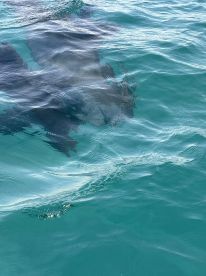 A close-up view of a shark swimming beneath the surface of clear turquoise waters, showcasing the beauty of marine wildlife.