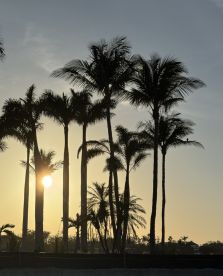 A silhouette of palm trees against a sunset sky, creating a serene tropical atmosphere.