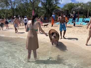 A lively scene featuring a pig interacting with visitors on the beach, showcasing the unique experience of swimming with pigs in the Bahamas.