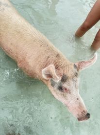 A close-up of a pig swimming in shallow waters, showcasing the unique wildlife experience found in the Bahamas.