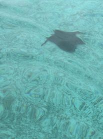 A graceful stingray glides through the crystal-clear waters, showcasing the beauty of marine life in its natural habitat.