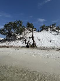 A scenic view of a sandy beach with a backdrop of trees and hills, showcasing the natural beauty of the area.