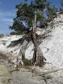A scenic view of a weathered tree on a sandy landscape, showcasing the natural beauty of the area.