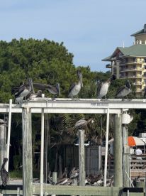 A group of pelicans perched on a dock, showcasing their natural behavior in a coastal setting — a delightful sight for birdwatchers and nature enthusiasts.
