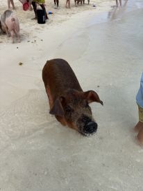 A playful pig interacts with visitors in shallow waters, showcasing the unique experience of swimming with pigs in the Bahamas.