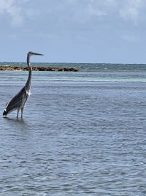 A majestic heron stands gracefully in shallow waters, showcasing the beauty of wildlife in its natural habitat.