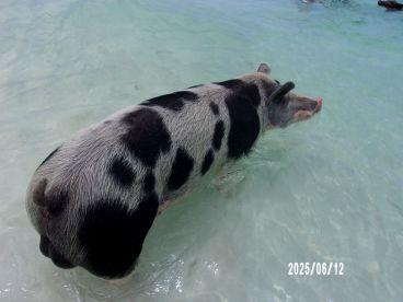 A close-up of a pig swimming in shallow, clear waters, showcasing a unique wildlife experience often found in the Bahamas.