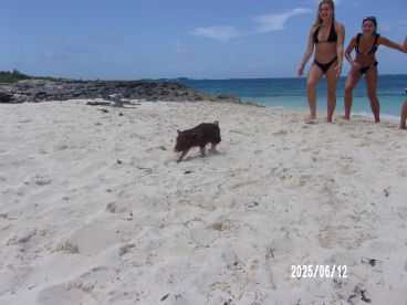 A playful pig trots along the sandy beach while excited guests watch, capturing a fun moment of human-animal interaction in a tropical paradise.