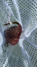 A close-up view of a sea creature caught in a net, showcasing its unique features — perfect for marine life enthusiasts.