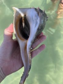 A close-up view of a shell held in hand, showcasing its intricate details — a beautiful find during a marine adventure.