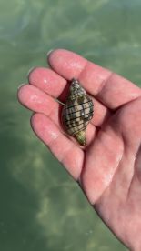 A close-up of a beautifully patterned shell held in hand, showcasing the intricate details of marine wildlife found in shallow waters.