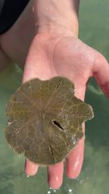 A close-up of a person holding a turtle in shallow water, showcasing a unique wildlife encounter perfect for nature lovers.