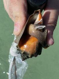 A close-up of a hand holding a conch shell, showcasing the vibrant colors and textures of the marine life — a fascinating glimpse into underwater wildlife.