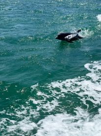 A playful dolphin swims through the sparkling turquoise waters, showcasing the beauty of marine wildlife encounters.
