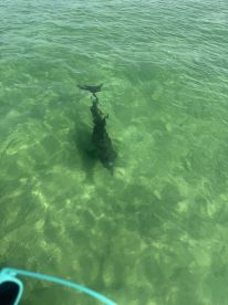 A clear view of a shark swimming in shallow waters, showcasing the beauty of marine wildlife in its natural habitat.