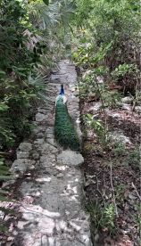 A vibrant peacock strolls along a stone path surrounded by lush greenery, showcasing its stunning plumage in a natural setting.