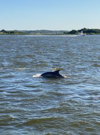 A dolphin gracefully swims through the water, showcasing the beauty of marine wildlife in its natural habitat.