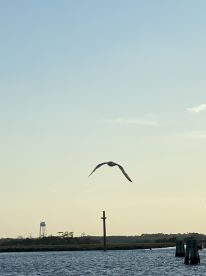 A seagull gracefully flies over the water, capturing the serene beauty of nature in this tranquil setting.