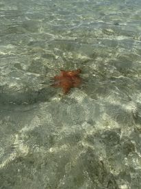 A vibrant starfish rests on the sandy bottom of clear waters, showcasing the beauty of marine life in a tropical setting.