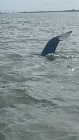 A close-up view of a whale's tail fin breaking the surface of the water, showcasing the beauty of marine wildlife in its natural habitat.