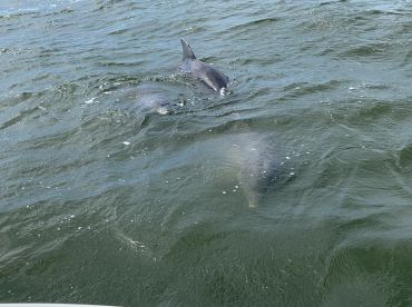 A captivating view of dolphins swimming in the water, showcasing the beauty of marine wildlife in their natural habitat.