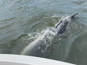 Two dolphins playfully swim in the water, showcasing the beauty of marine wildlife encounters — a delightful sight for nature lovers.