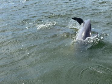 A close-up view of a dolphin swimming in the water, showcasing the beauty of marine wildlife in its natural habitat.