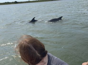 A close-up shot of dolphins swimming in the water, with a person visible in the foreground, showcasing a delightful wildlife encounter.