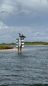 Two pelicans perched on a no-wake sign in a serene waterway, showcasing the beauty of local wildlife in their natural habitat.