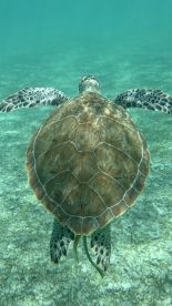 A stunning underwater shot of a sea turtle gliding gracefully through clear waters, showcasing the beauty of marine wildlife.