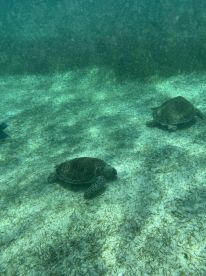 Two sea turtles gracefully swim along the ocean floor, showcasing the beauty of marine wildlife in their natural habitat.