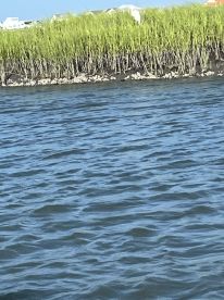 An unclear image showing water and vegetation, lacking identifiable subjects or clarity.