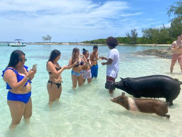 A group of people interacts with swimming pigs in shallow waters, capturing memorable moments during a unique wildlife experience in the Bahamas.