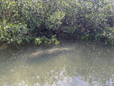 A serene view of a manatee swimming in shallow waters surrounded by lush mangroves, showcasing the beauty of wildlife in its natural habitat.