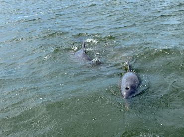 Two dolphins swim gracefully in the water, showcasing the beauty of marine wildlife — a perfect moment for nature enthusiasts and wildlife lovers.